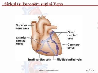 Chapter 18, Cardiovascular System 26
Sirkulasi koroner: suplai Vena
Figure 18.7b
 