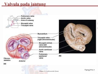 Valvula pada jantung
Figure
29
18.8a, b
Chapter 18, Cardiovascular System
 