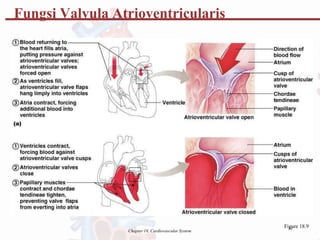 Fungsi Valvula Atrioventricularis
Fi3
g1
ure 18.9
Chapter 18, Cardiovascular System
 