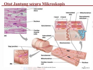 Otot Jantung secara Mikroskopis
35
Chapter 18, Cardiovascular System Figure 18.11
 