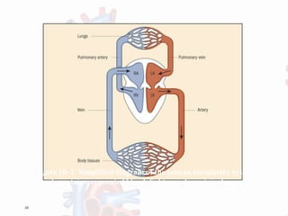 36
gure 10–2 Simplified diagram of the human circulatory syst
vessels contain oxygenated blood; light vessels contain deoxyg
 