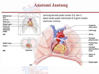 Anatomi Jantung
Jantung berada pada costae 3,4, dan 5.
Apex cordis pada intercostal 4-5 garis medio-
clavicular sinistra
 