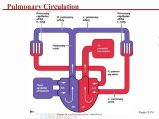 Chapter 19, Cardiovascular System - Blood Vessel
Figu3
r7
e 19.17a
Pulmonary Circulation
 