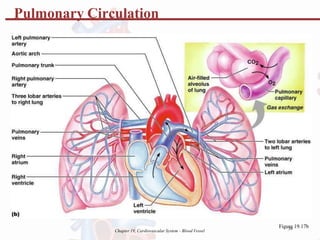 Chapter 19, Cardiovascular System - Blood Vessel
Figu3
re
8 19.17b
Pulmonary Circulation
 
