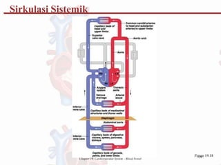 Chapter 19, Cardiovascular System - Blood Vessel
Fig3
u9
re 19.18
Sirkulasi Sistemik
 