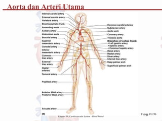 Chapter 19, Cardiovascular System - Blood Vessel
Figu4
re
0 19.19b
Aorta dan Arteri Utama
 