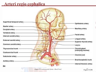 Chapter 19, Cardiovascular System - Blood Vessel 41
Figure 19.20b
Arteri regio cephalica
 