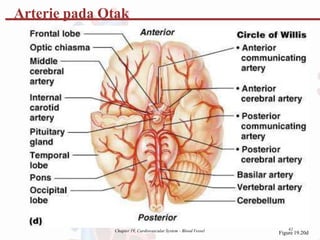 Chapter 19, Cardiovascular System - Blood Vessel 42
Figure 19.20d
Arterie pada Otak
 