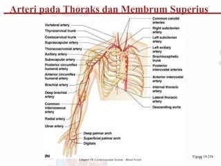 Chapter 19, Cardiovascular System - Blood Vessel
Figu4
re
3 19.21b
Arteri pada Thoraks dan Membrum Superius
 