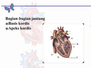 Bagian-bagian jantung
⦿Basis kordis
⦿Apeks kordis
 