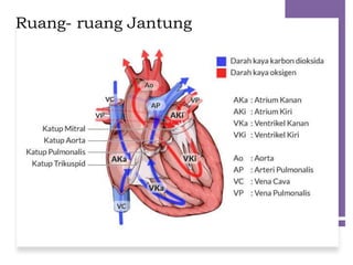Ruang- ruang Jantung
 