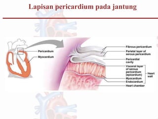 Lapisan pericardium pada jantung
 