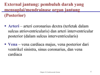 Chapter 18, Cardiovascular System 12
 Arteri – arteri coronarius dextra (terletak dalam
sulcus atrioventricularis) dan arteri interventricular
posterior (dalam sulcus interventricularis)
 Vena – vena cardiaca majus, vena posterior dari
ventrikel sinistra, sinus coronarius, dan vena
cardiaca
External jantung: pembuluh darah yang
mensuplai/mendrainase organ jantung
(Posterior)
 