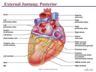 Chapter 18, Cardiovascular System 13
External Jantung: Posterior
Figure 18.4d
 