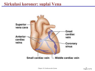 Chapter 18, Cardiovascular System 26
Sirkulasi koroner: suplai Vena
Figure 18.7b
 