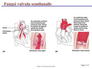 Chapter 18, Cardiovascular System 32
Fungsi valvula semilunalis
Figure 18.10
 