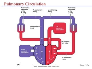 Chapter 19, Cardiovascular System - Blood Vessel 37
Figure 19.17a
Pulmonary Circulation
 