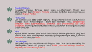 Kingdom/Regnum
merupakan tingkatan tertinggi dalam strata pengklasifikasian. Hewan akan
dikelompokkan dalam Kingdom Animalia sedangkan tumbuhan akan dikelompokkan
ke dalam Regnum Plantae
Filum/Divisio
Dari klasifikasi awal pada takson Regnum, dengan melihat ciri-ciri pada tumbuhan
sehingga dapat menggolongkan dalam satu kelompok. Misal, penggolongan
tumbuhan berbiji (Spermatophyta), tumbuhan paku (Pteridophyta) dan lumut
(Bryophyta). Filum digunakan untuk takson hewan, sedangkan divisio digunakan untuk
takson tumbuhan
Kelas
Apabila dalam klasifikasi pada divisio tumbuhannya memiliki persamaan yang lebih
spesifik, maka dapat dikelompokkan dalam satu golongan/kelompok. Misal, tumbuhan
monokotil dan tumbuhan dikotil.
Ordo (Bangsa)
merupakan tingkatan yang lebih rendah dari pada kelas. Dicari persamaannya lagi dan
dikelompokkan dalam satu golongan. Misal, Poales (tumbuhan berbunga monokotil,
Mrytales (tumbuhan berbunga dikotil).
 