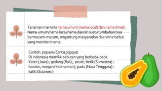 Tanaman memiliki nama umum (nama local) dan nama ilmiah.
Nama umum/nama local/nama daerah suatu tumbuhan bisa
bermacam-macam, tergantung masyaratkat daerah tersebut
yang memberi nama.
Contoh: pepaya (Carica papaya)
Di Indonesia memiliki sebutan yang berbeda-beda.
Kates (Jawa) ; gedang (Bali) ; peute, betik (Sumatera) ;
bandas, manjan (Kalimantan) ; padu (Nusa Tenggara) ;
kaliki (Sulawesi)
 