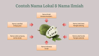 Contoh Nama Lokal & Nama Ilmiah
Nama Ilmiah
Annona muricata L.
Nama Lokal Jawa
Nangka sabrang
Nama Lokal Sunda
Nangka walanda
Nama Indonesia
Sirsak
Nama Lokal Bali
Srikaya jawa
Nama Lokal Lampung
Jambu landa
 
