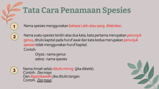 Tata Cara Penamaan Spesies
Nama spesies menggunakan bahasa Latin atau yang dilatinkan.
Nama suatu spesies terdiri atas dua kata, kata pertama merupakan penunjuk
genus, ditulis kapital pada huruf awal dan kata kedua merupakan penunjuk
spesies tidak menggunakan huruf kapital.
Contoh:
Oryza : nama genus
sativa : nama spesies
Nama ilmiah selalu ditulis miring (jika diketik).
Contoh: Zea mays
Dan digarisbawahi jika ditulis tangan.
Contoh: Zea mays
1
2
3
 