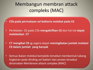 Membangun membran attack
compleks (MAC)
• C5b pada permukaan sel bakteria melekat pada C6
• Perlekatan C6 pada C5b mengaktifkan C6 dan hal tsb dapat
melekatkan C7
• C7 mengikat C8 yg segera dapat meningikatan jumlah molekul
C9 dalam jumlah yang banyak
• Semua ikatan molekul kompleks tersebut membentuk lubang
lingkaran pada dinding sel bakteri dan proses tersebut
dinamakan Membrane attack complex (MAC)
 