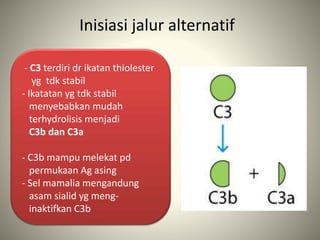 Inisiasi jalur alternatif
- C3 terdiri dr ikatan thiolester
yg tdk stabil
- Ikatatan yg tdk stabil
menyebabkan mudah
terhydrolisis menjadi
C3b dan C3a
- C3b mampu melekat pd
permukaan Ag asing
- Sel mamalia mengandung
asam sialid yg meng-
inaktifkan C3b
 