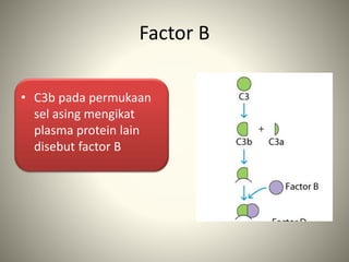Factor B
• C3b pada permukaan
sel asing mengikat
plasma protein lain
disebut factor B
 