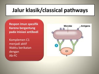 Jalur klasik/classical pathways
Respon imun spesifik
Karena bergantung
pada Inisiasi antibodi
Komplemen C1
menjadi aktif
Waktu berikatan
dengan
Ab-FC
 