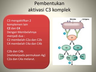 Pembentukan
aktivasi C3 komplek
C3 mengaktifkan 2
komplemen lain
C2 dan C4
Dengan Membelahnya
menjadi dua :
C2 membelah C2a dan C2b
C4 membelah C4a dan C4b
C2b dan C4b
(melekatpada permukaan Ag)
C2a dan C4a melarut.
 