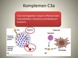 Komplemen C3a
C3a meningkatkan respon inflamasi dan
menyebabkan terjadinya pembebasan
histamin
 