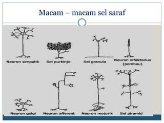 Macam – macam sel saraf
 