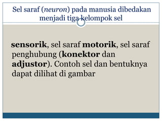 Sel saraf (neuron) pada manusia dibedakan
         menjadi tiga kelompok sel


sensorik, sel saraf motorik, sel saraf
penghubung (konektor dan
adjustor). Contoh sel dan bentuknya
dapat dilihat di gambar
 
