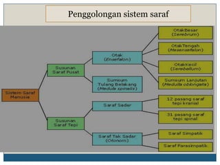Penggolongan sistem saraf
 
