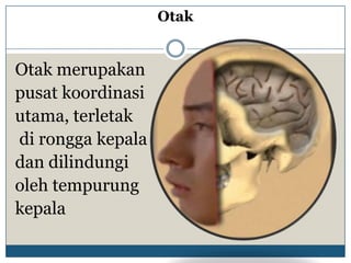 Otak


Otak merupakan
pusat koordinasi
utama, terletak
di rongga kepala
dan dilindungi
oleh tempurung
kepala
 