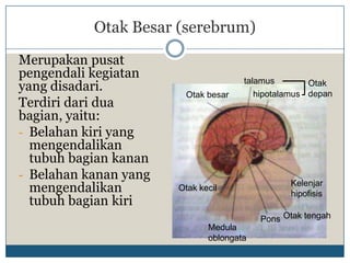 Otak Besar (serebrum)
Merupakan pusat
pengendali kegiatan                   talamus
yang disadari.                                       Otak
                                         hipotalamus depan
                        Otak besar
Terdiri dari dua
bagian, yaitu:
- Belahan kiri yang
  mengendalikan
  tubuh bagian kanan
- Belahan kanan yang
  mengendalikan        Otak kecil
                                                Kelenjar
                                                hipofisis
  tubuh bagian kiri
                                          Pons Otak tengah
                              Medula
                              oblongata
 