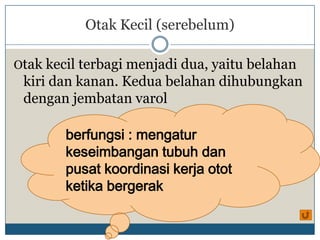 Otak Kecil (serebelum)

Otak kecil terbagi menjadi dua, yaitu belahan
 kiri dan kanan. Kedua belahan dihubungkan
 dengan jembatan varol

        berfungsi : mengatur
        keseimbangan tubuh dan
        pusat koordinasi kerja otot
        ketika bergerak
 