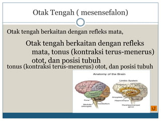 Otak Tengah ( mesensefalon)

Otak tengah berkaitan dengan refleks mata,
      Otak tengah berkaitan dengan refleks
       mata, tonus (kontraksi terus-menerus)
       otot, dan posisi tubuh
tonus (kontraksi terus-menerus) otot, dan posisi tubuh
 