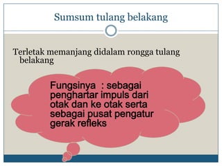 Sumsum tulang belakang


Terletak memanjang didalam rongga tulang
 belakang

        Fungsinya : sebagai
        penghartar impuls dari
        otak dan ke otak serta
        sebagai pusat pengatur
        gerak refleks
 