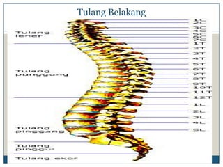 Tulang Belakang
 
