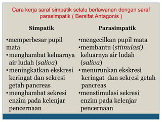Cara kerja saraf simpatik selalu berlawanan dengan saraf
             parasimpatik ( Bersifat Antagonis )

       Simpatik                     Parasimpatik

•memperbesar pupil         •mengecilkan pupil mata
mata                       •membantu (stimulasi)
• menghambat keluarnya      keluarnya air ludah
  air ludah (saliva)        (saliva)
• meningkatkan ekskresi    • menurunkan ekskresi
  keringat dan sekresi       keringat dan sekresi getah
  getah pancreas             pancreas
• menghambat sekresi       •menstimulasi sekresi
  enzim pada kelenjar       enzim pada kelenjar
  pencernaan                pencernaan
 