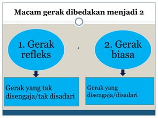 Macam gerak dibedakan menjadi 2



   1. Gerak                    2. Gerak
    refleks                      biasa


Gerak yang tak           Gerak yang
disengaja/tak disadari   disengaja/disadari
 