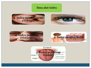 lima alat indra


2. Indra pendengaran        1. Indra penglihatan
      (Telinga)                    (Mata)




 4. Indra pembau
     (Hidung)              3. Indra peraba (kulit)




               5. Indra pengecap
                     (Lidah)
 