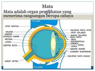 Mata
Mata adalah organ penglihatan yang
menerima rangsangan berupa cahaya
 