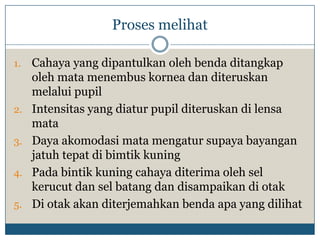 Proses melihat

1.   Cahaya yang dipantulkan oleh benda ditangkap
     oleh mata menembus kornea dan diteruskan
     melalui pupil
2.   Intensitas yang diatur pupil diteruskan di lensa
     mata
3.   Daya akomodasi mata mengatur supaya bayangan
     jatuh tepat di bimtik kuning
4.   Pada bintik kuning cahaya diterima oleh sel
     kerucut dan sel batang dan disampaikan di otak
5.   Di otak akan diterjemahkan benda apa yang dilihat
 