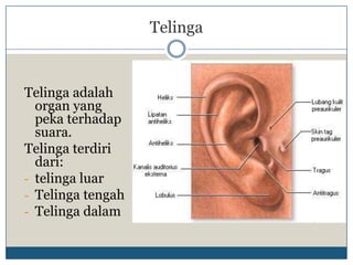 Telinga


Telinga adalah
  organ yang
  peka terhadap
  suara.
Telinga terdiri
  dari:
- telinga luar
- Telinga tengah
- Telinga dalam
 