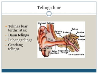 Telinga luar



 Telinga luar
  terdiri atas:
- Daun telinga
- Lubang telinga
- Gendang
  telinga
 