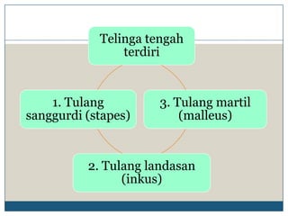 Telinga tengah
                terdiri


    1. Tulang         3. Tulang martil
sanggurdi (stapes)        (malleus)


          2. Tulang landasan
                (inkus)
 