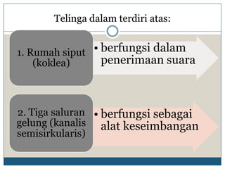 Telinga dalam terdiri atas:


1. Rumah siput • berfungsi dalam
    (koklea)     penerimaan suara



2. Tiga saluran • berfungsi sebagai
gelung (kanalis alat keseimbangan
semisirkularis)
 