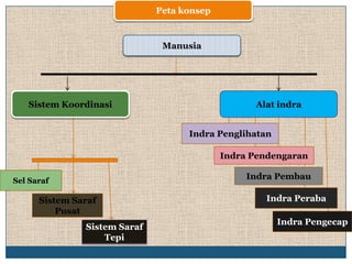 Peta konsep



                               Manusia




   Sistem Koordinasi                              Alat indra


                                    Indra Penglihatan

                                            Indra Pendengaran

Sel Saraf
                                                 Indra Pembau

      Sistem Saraf                                  Indra Peraba
          Pusat
                                                        Indra Pengecap
               Sistem Saraf
                   Tepi
 